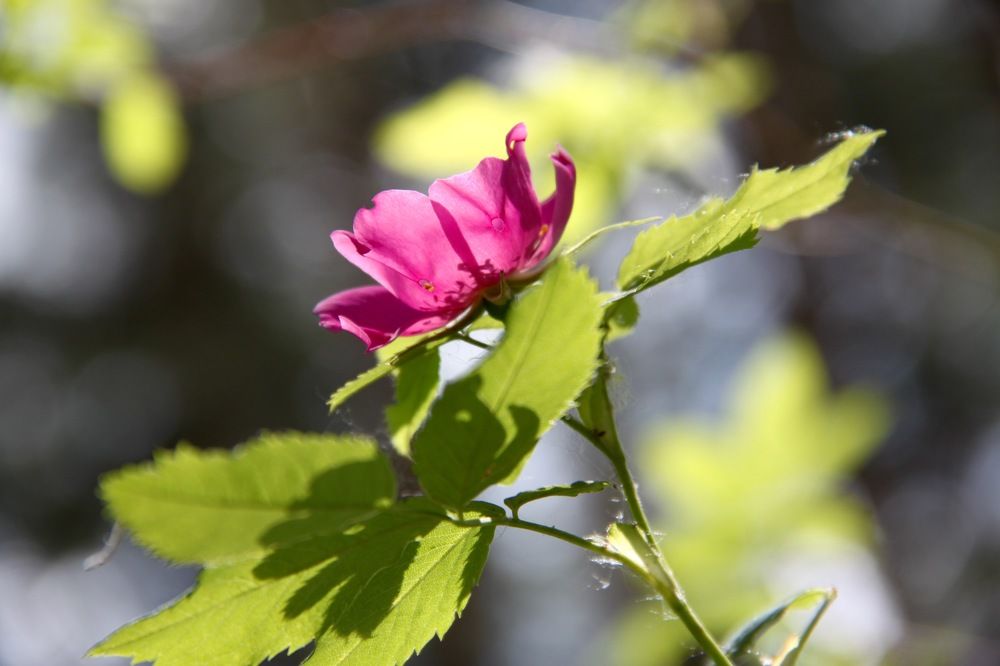 Photograph by Елена Шелуханова