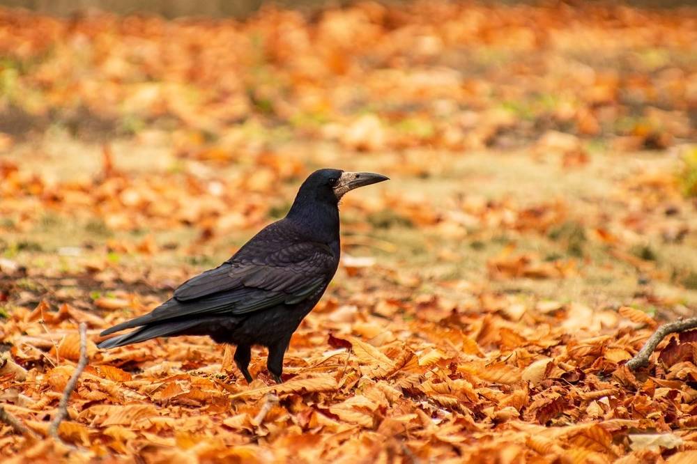 Грач в осеннем золоте