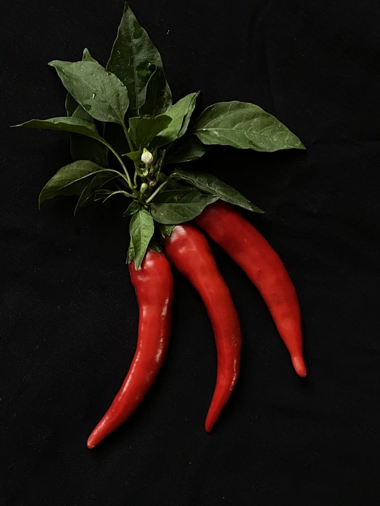 Photograph by Ольга Левенец