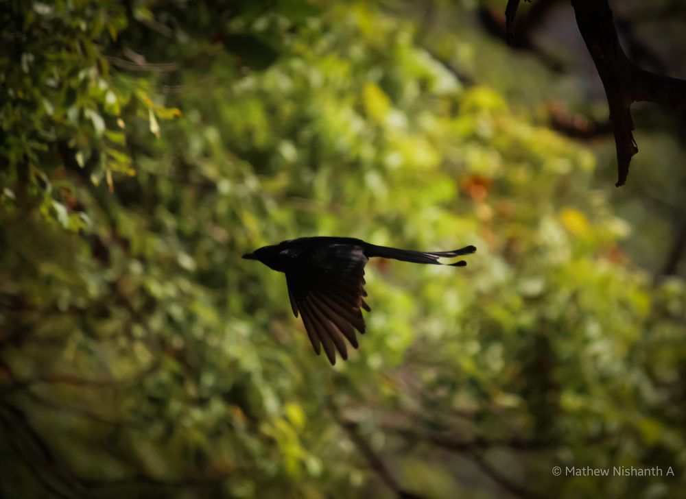 Photograph by Mathew Nishanth A