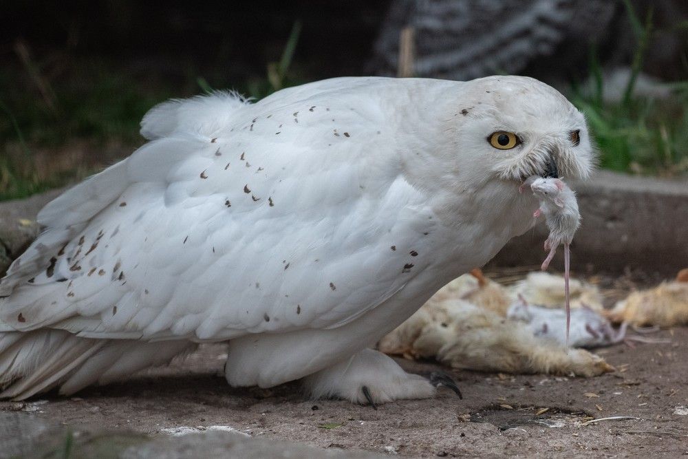 Photograph by Kseniya Shilina