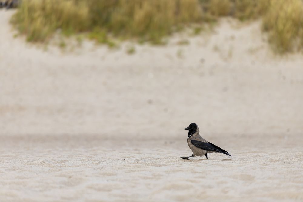 Photograph by Константин Чижов