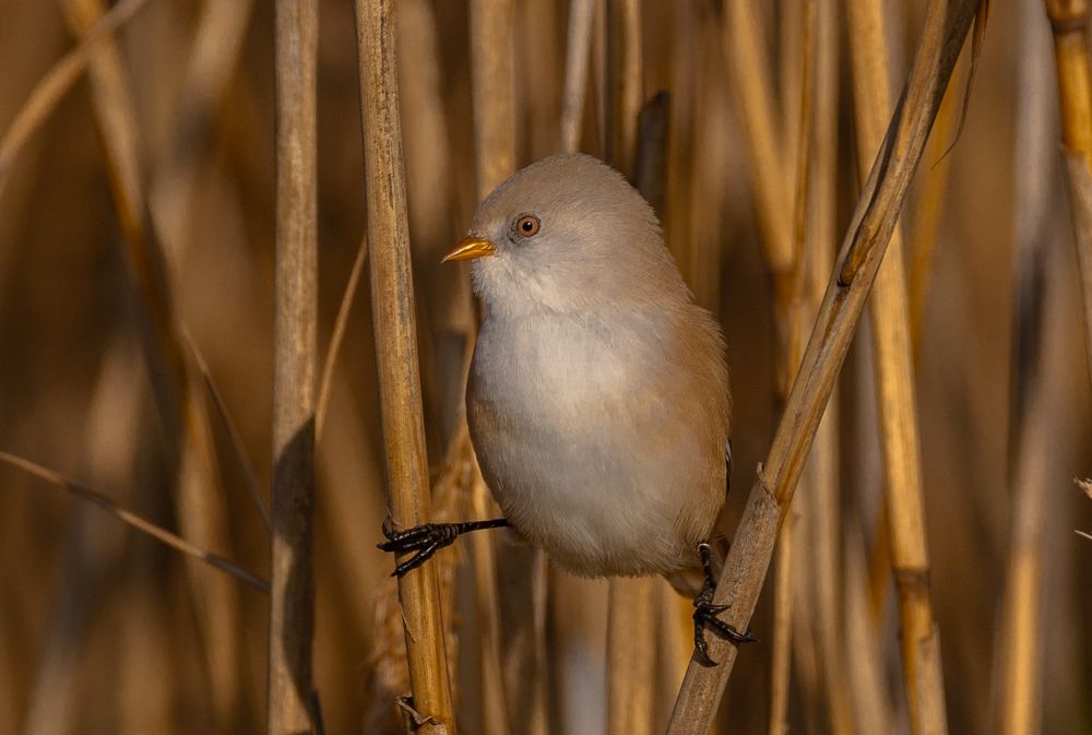 Photograph by Елена Гольдебаева