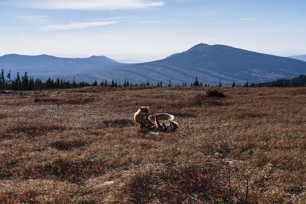 Лисьи забавы