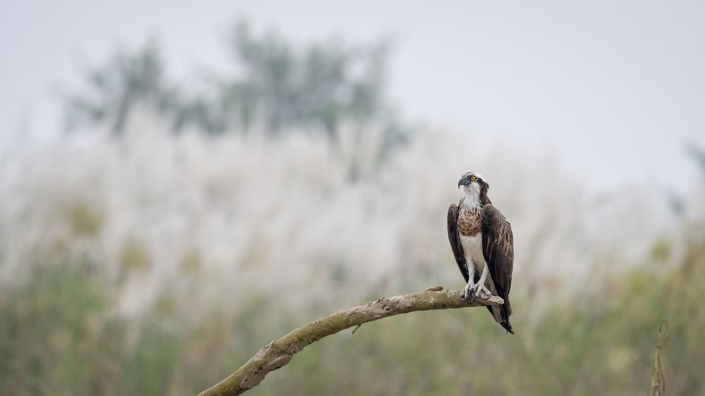 Photograph by Irene Chattopadhyay