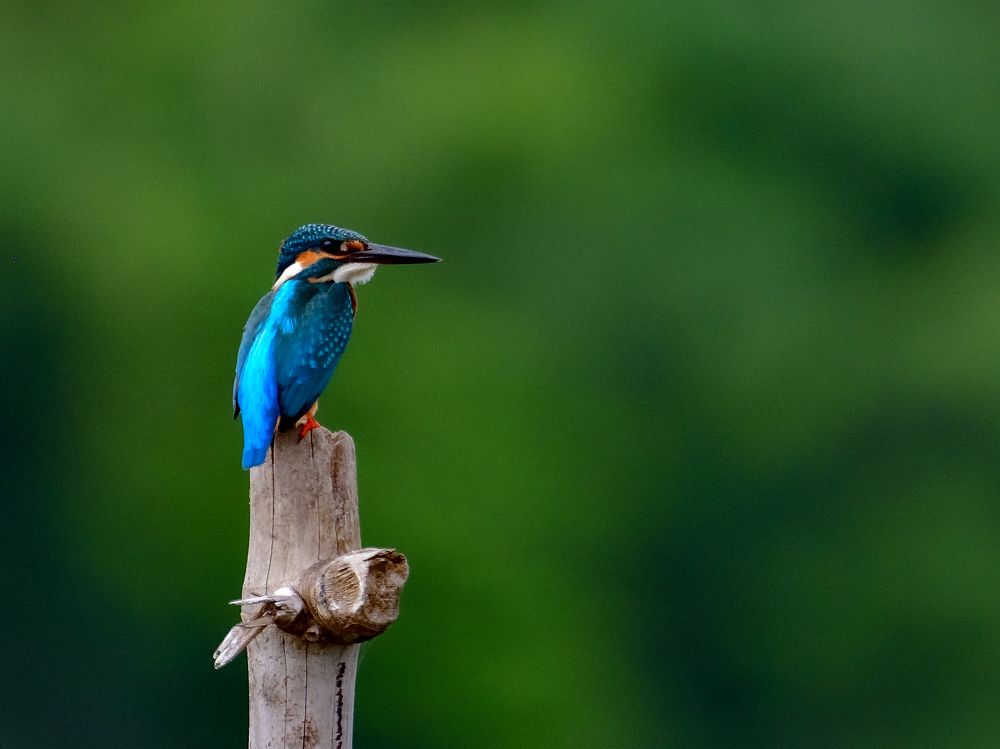 Photograph by Irene Chattopadhyay