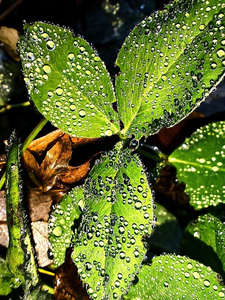 Photograph by Лариса Лысенко