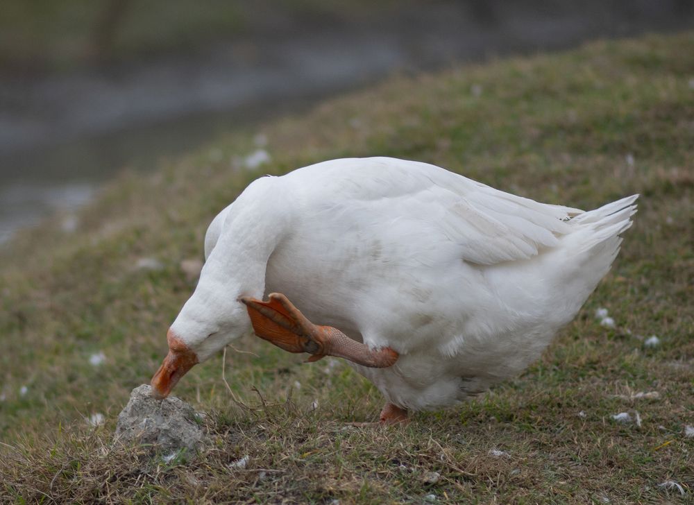 Фотография автора Шипунова Ирина