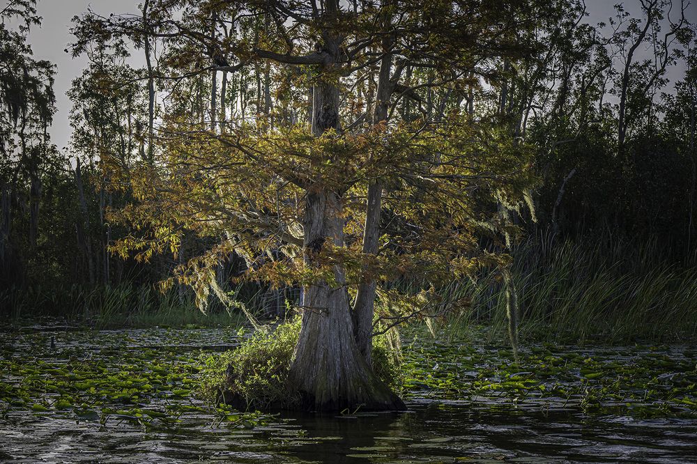 Фотография автора Ray Asiala