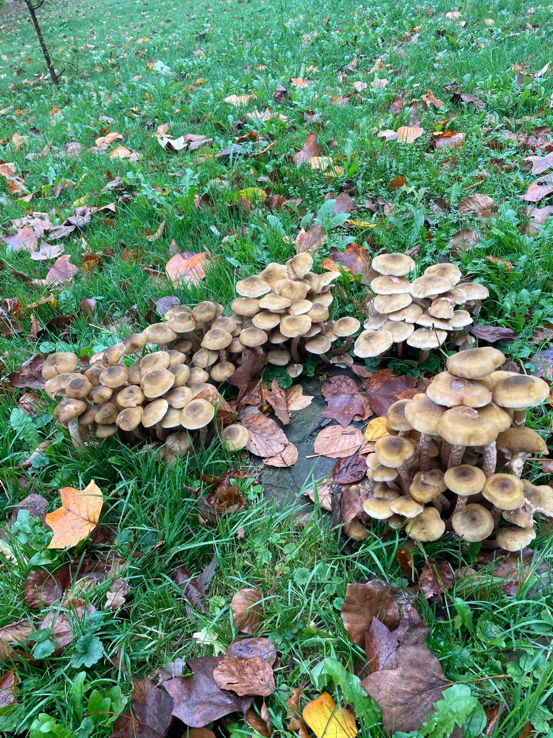 Photo #11337304
