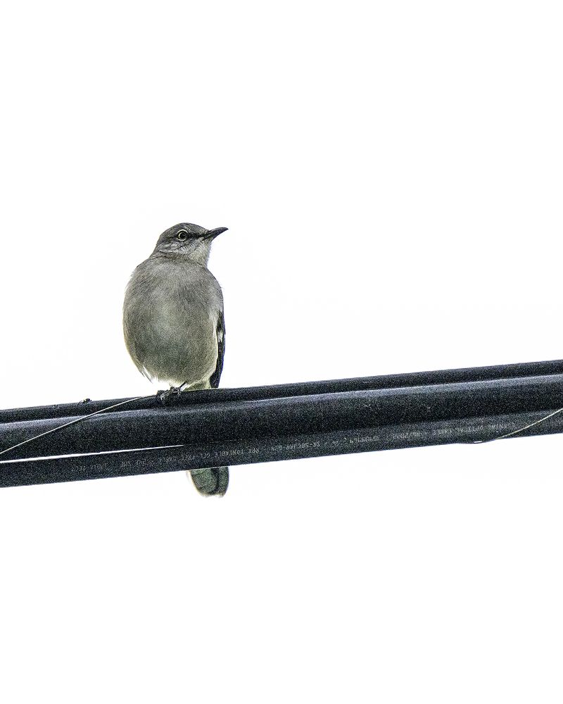 Фотография автора Ray Asiala