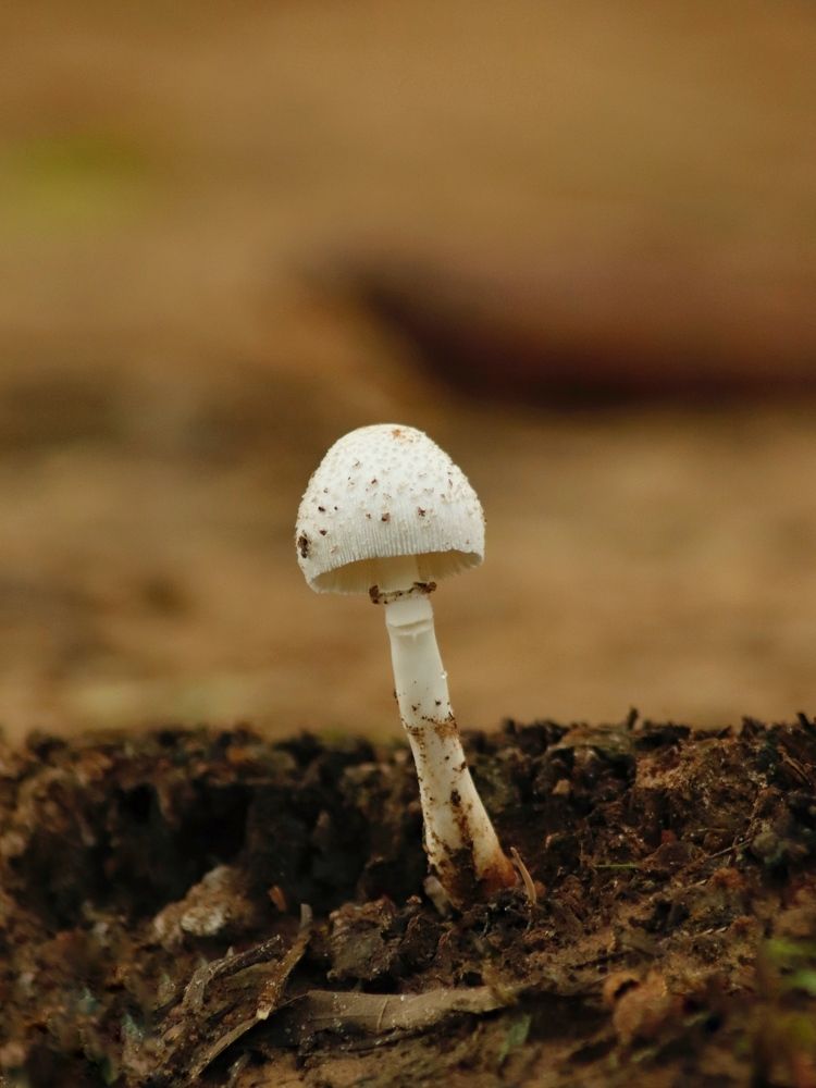 Фотография автора Washiful Majid