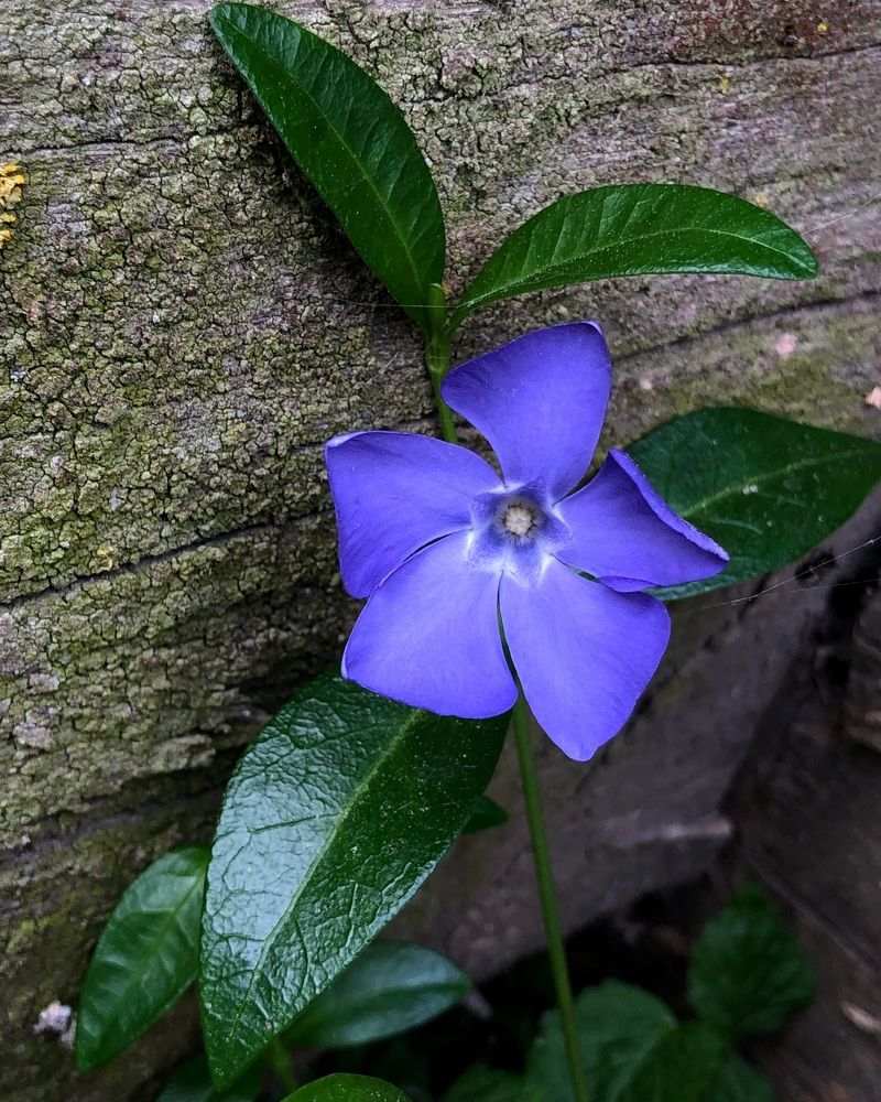 Photograph by Halina Mitsevich