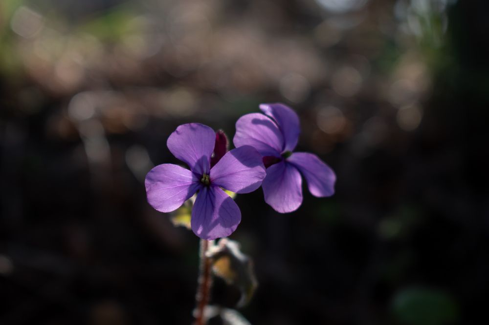 Photograph by Милан Ђорђевић