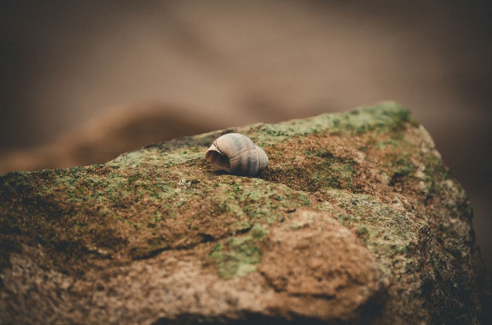 Photograph by Mishel Photographer