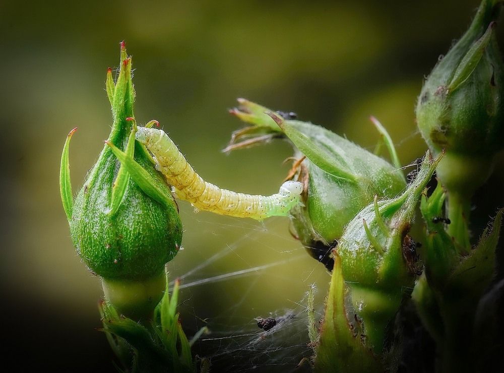 Photograph by René Boulanger