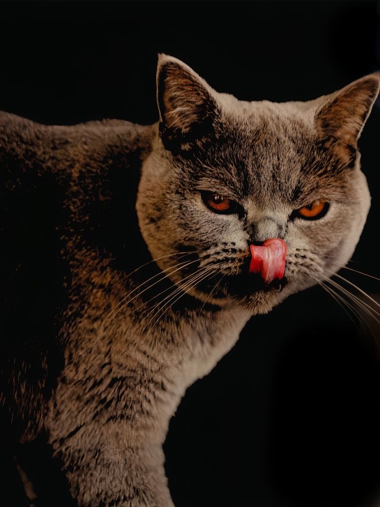 Фотография автора Елена Маслова