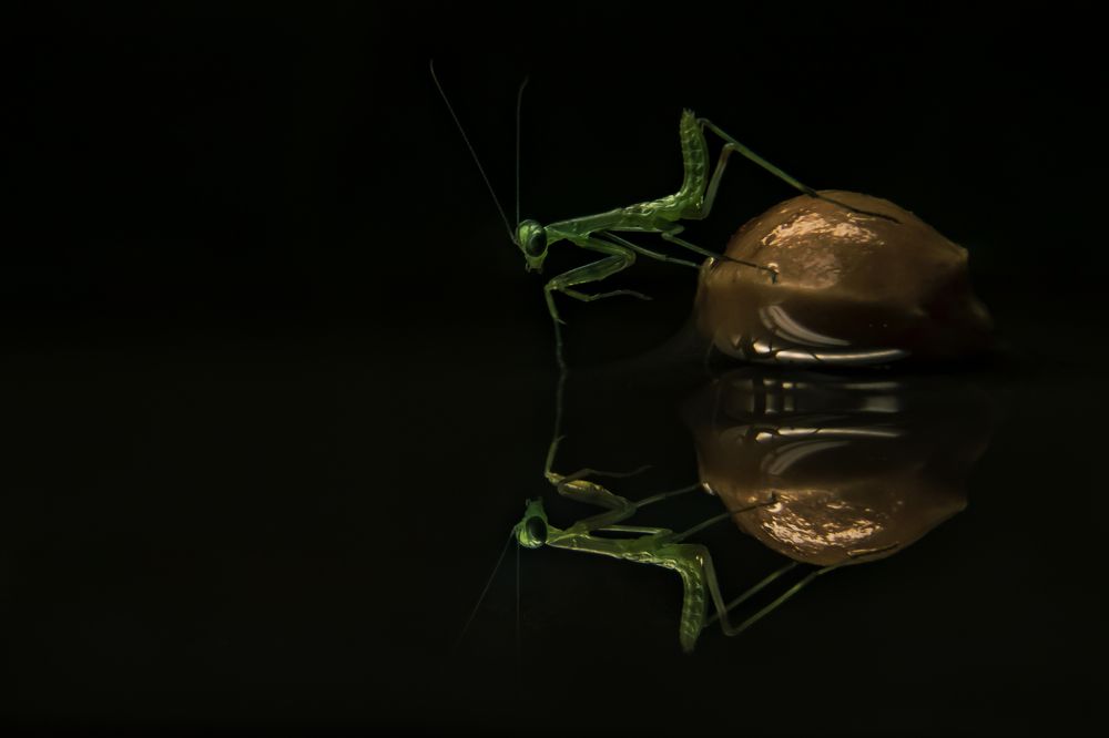 Любуясь отражением...