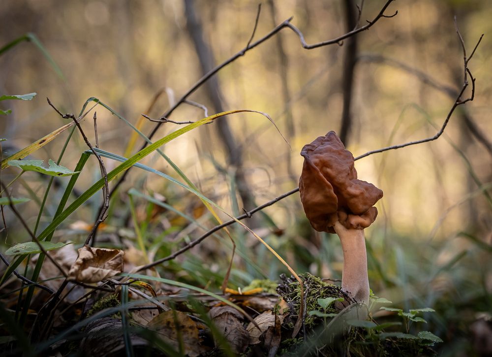 Фотография автора Виктор Парщиков