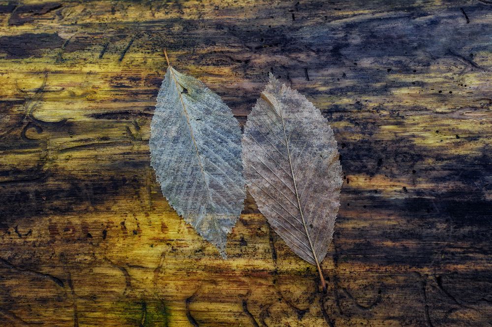 Photograph by Сергей Дишук