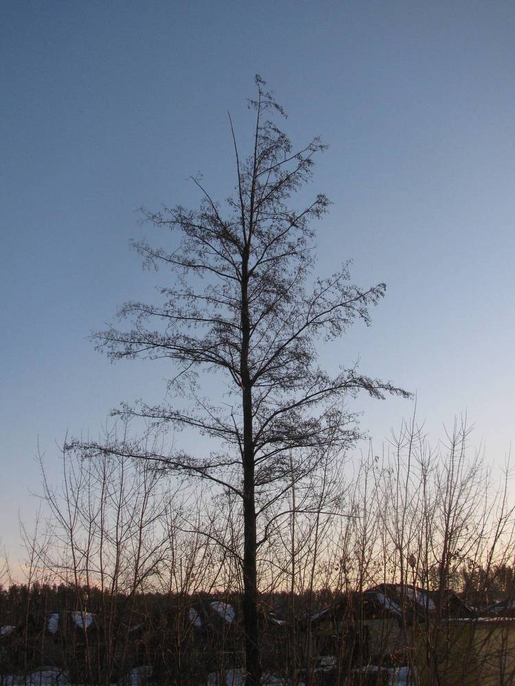 Photograph by Дарья Ростовцева