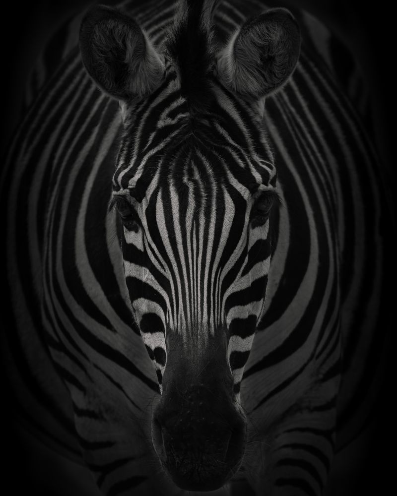 Photograph by Ángel Esteban