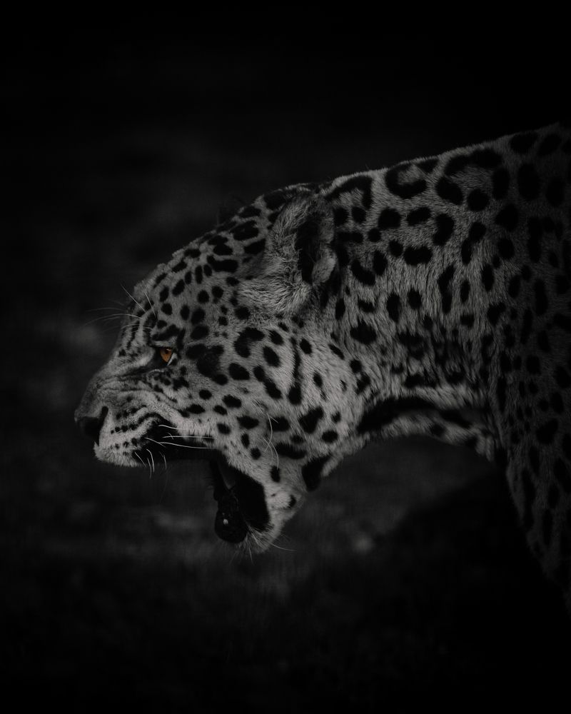 Photograph by Ángel Esteban