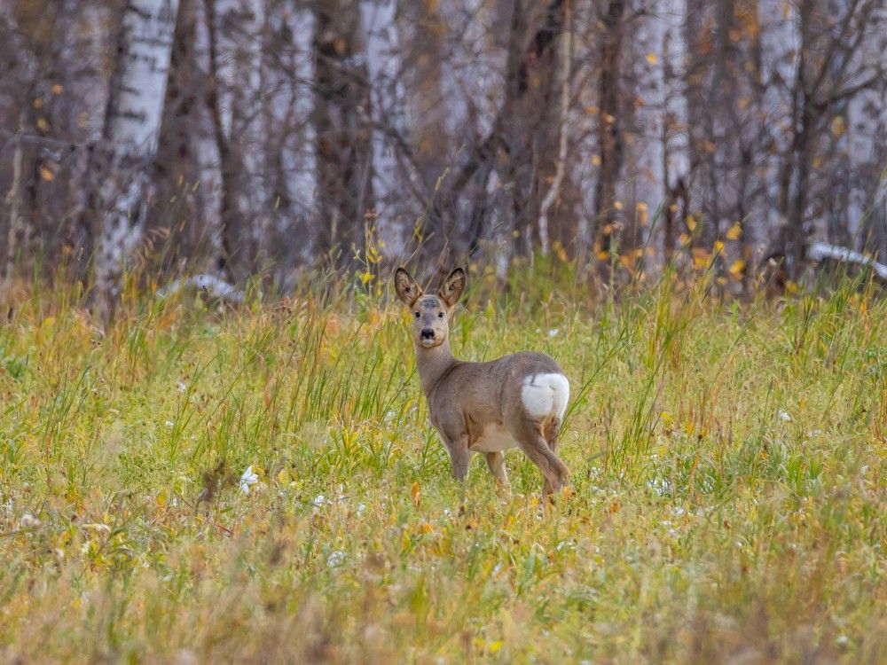 Photograph by Максим Фролов