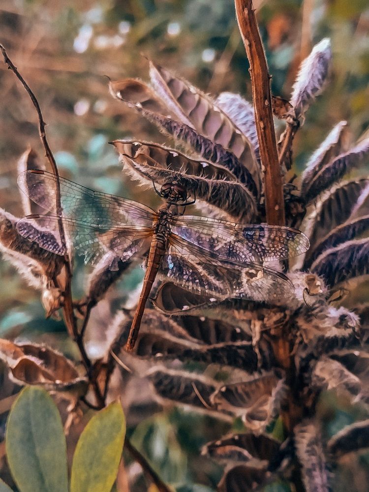 Фотография автора Елена Маслова