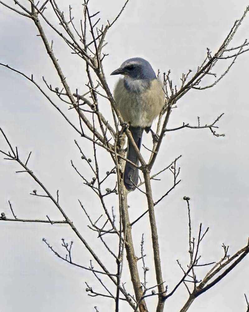 Фотография автора Ray Asiala