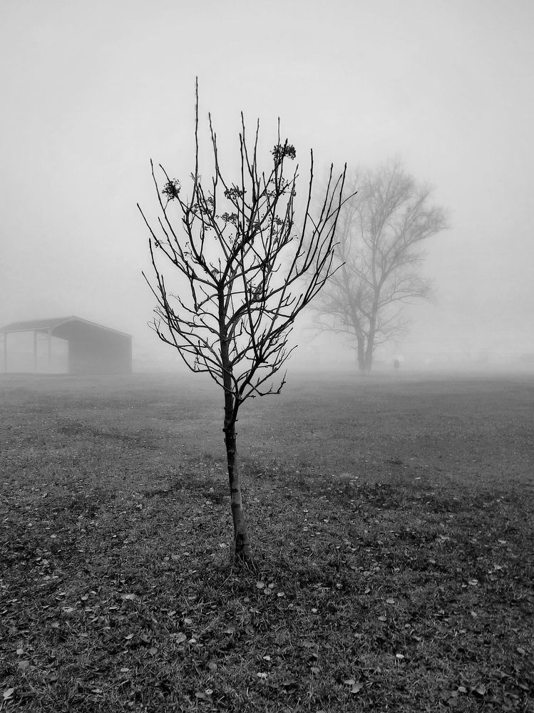 Photo #11338364