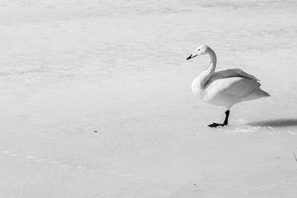 Photograph by Елена Берсенёва