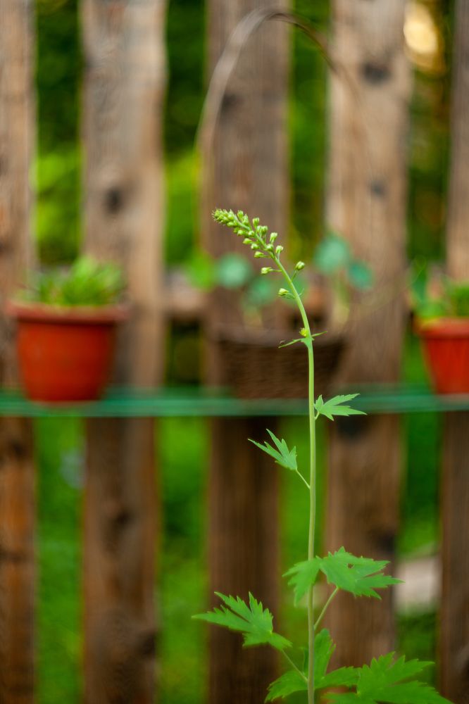 Фотография автора Ману Фалько