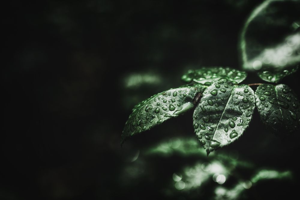 Photograph by Оксана Пономаренко