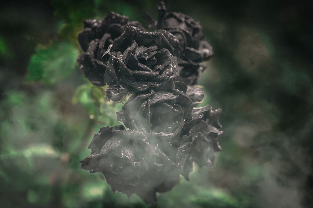 Photograph by Оксана Пономаренко