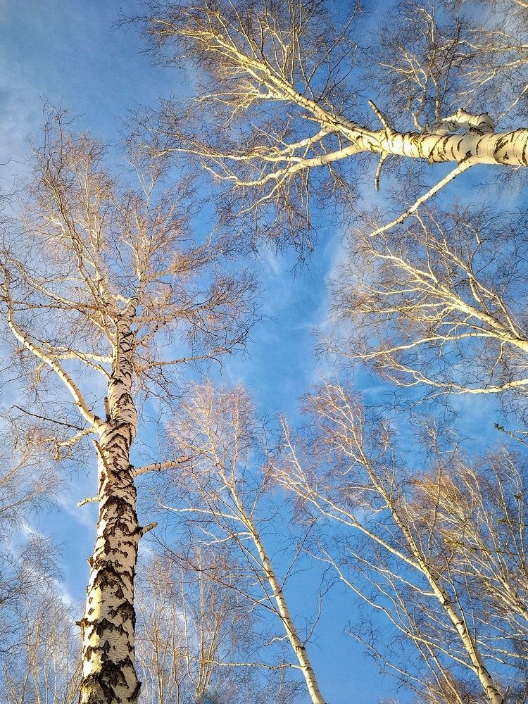 Сибирские берёзы