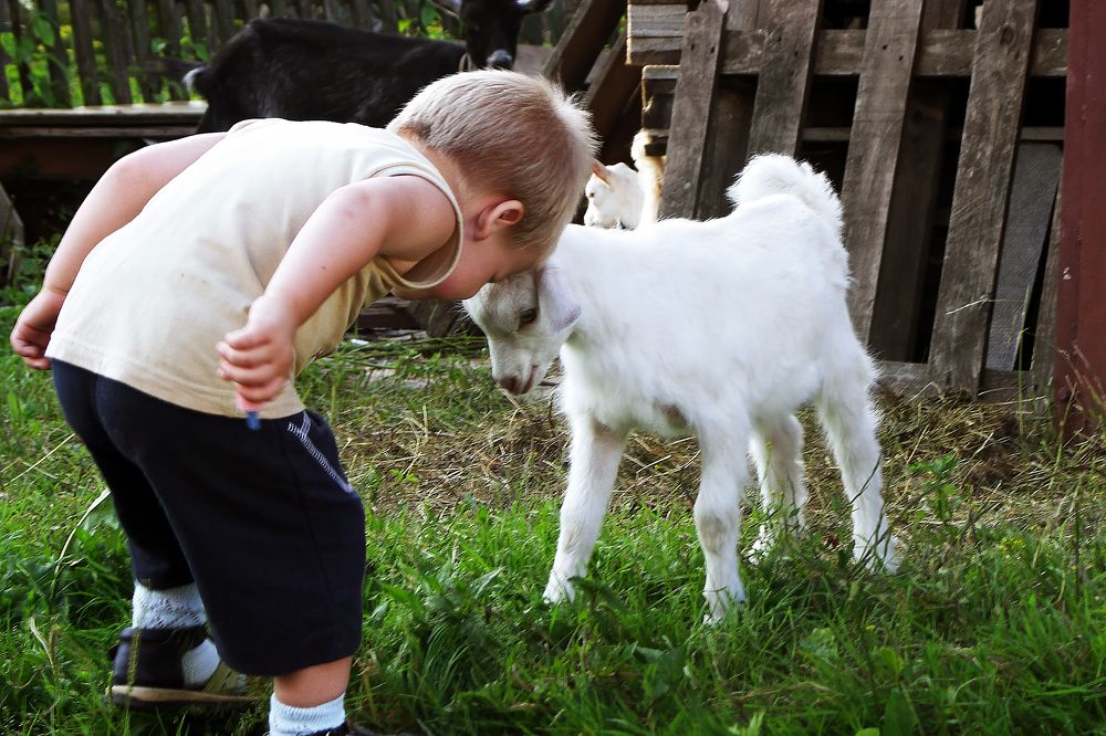 Бодаться бум-м-м-м?!