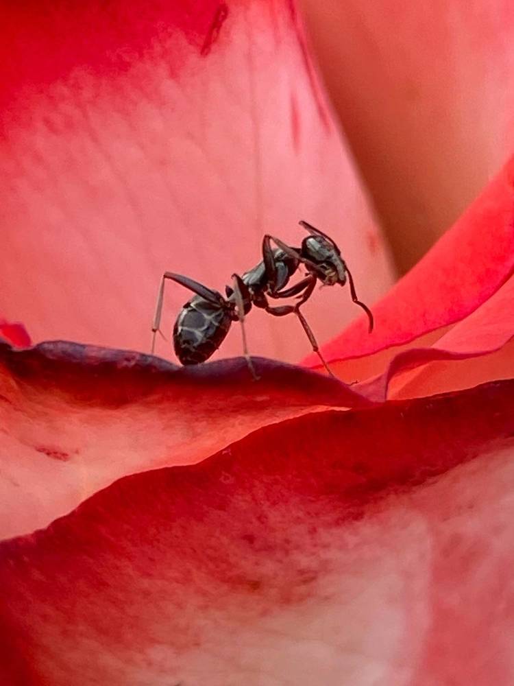 Фотография автора ГУЗАЛИЯ ГАНИЕВА