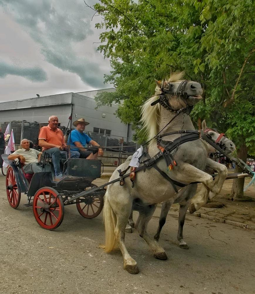Photograph by Dragoslav Macanović