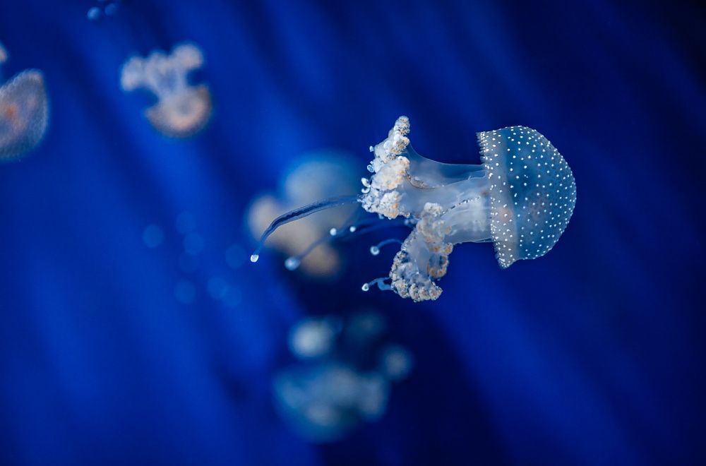 Photograph by Владимир Остапенко