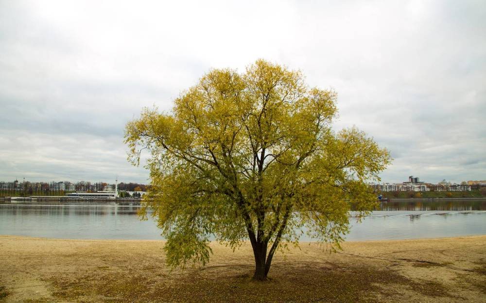 Одинокая ива