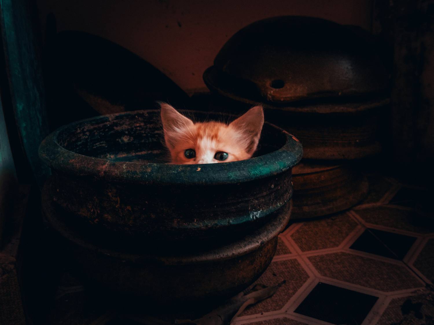 Peekaboo