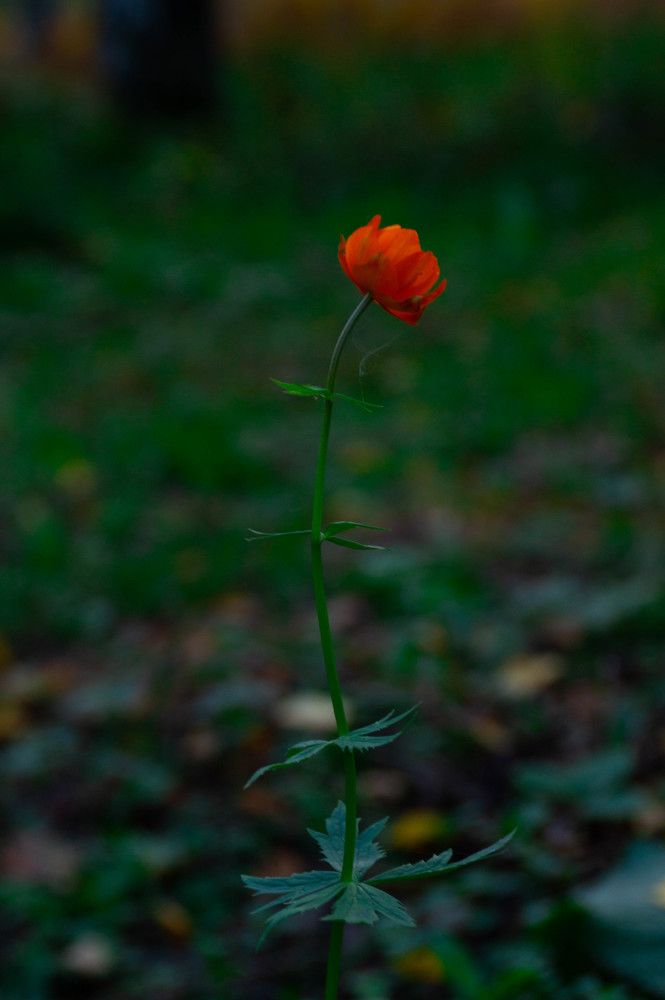 Photograph by Дубровин Николай