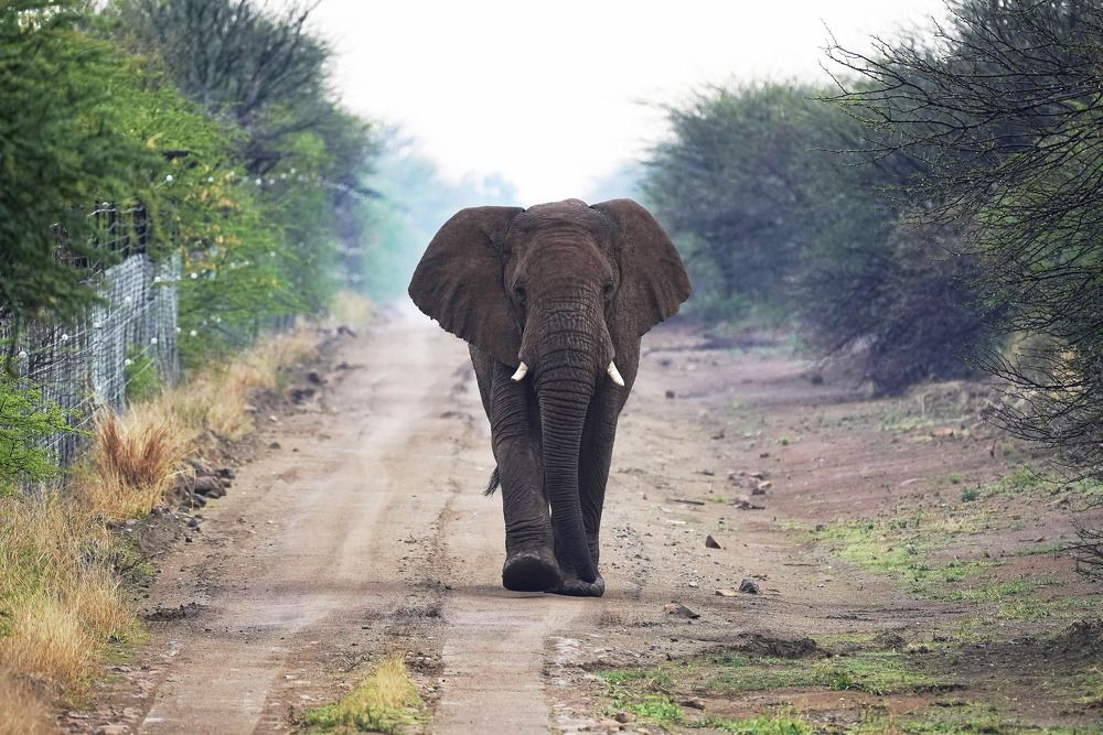 Photograph by Raed Victor Saad