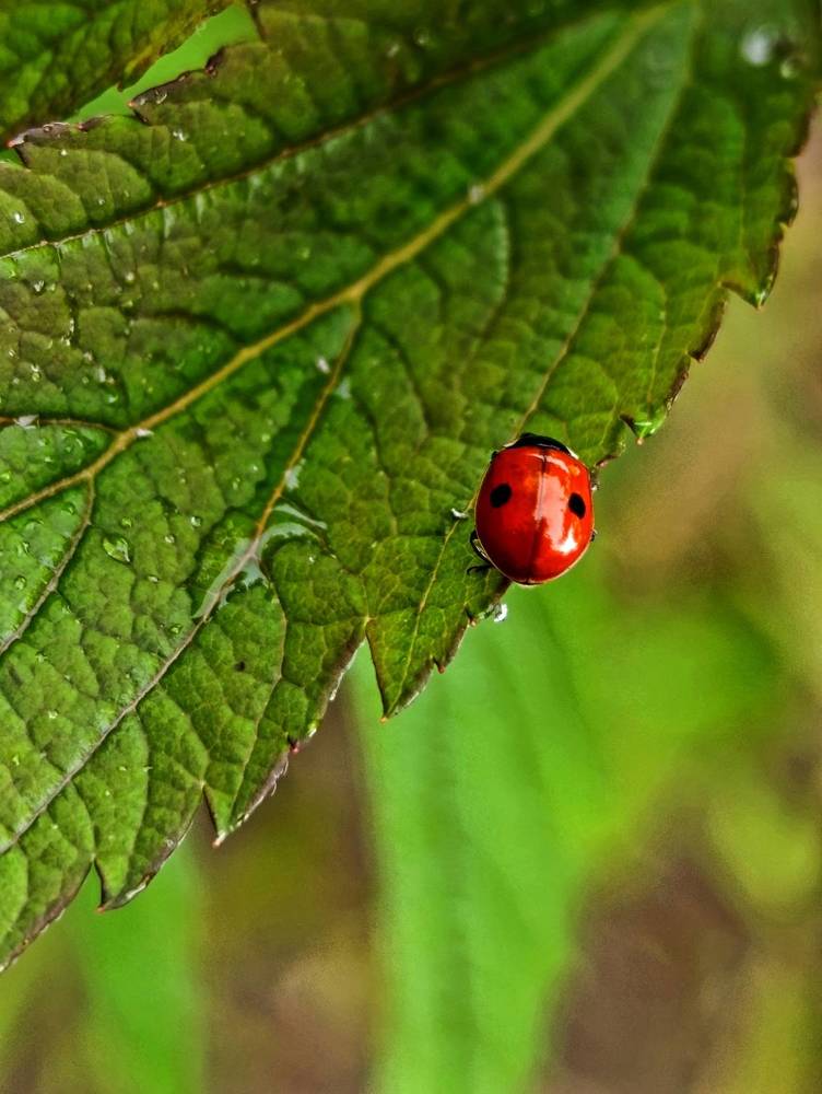 Photograph by Светлана Веселовская