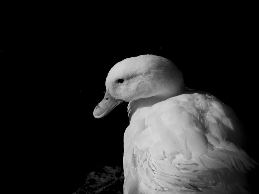 Photograph by Raeisi fatemeh