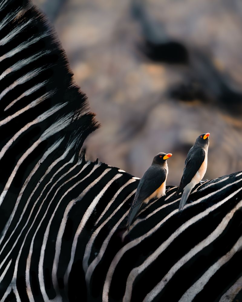 Photograph by Chris Stavrakas