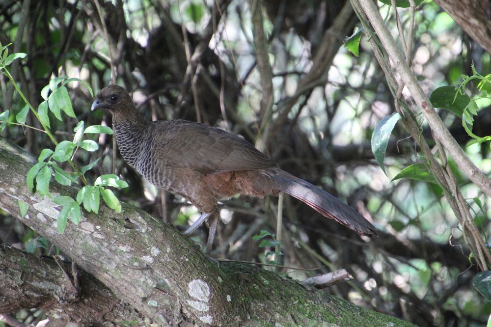 Photograph by Oscar Toyofuku