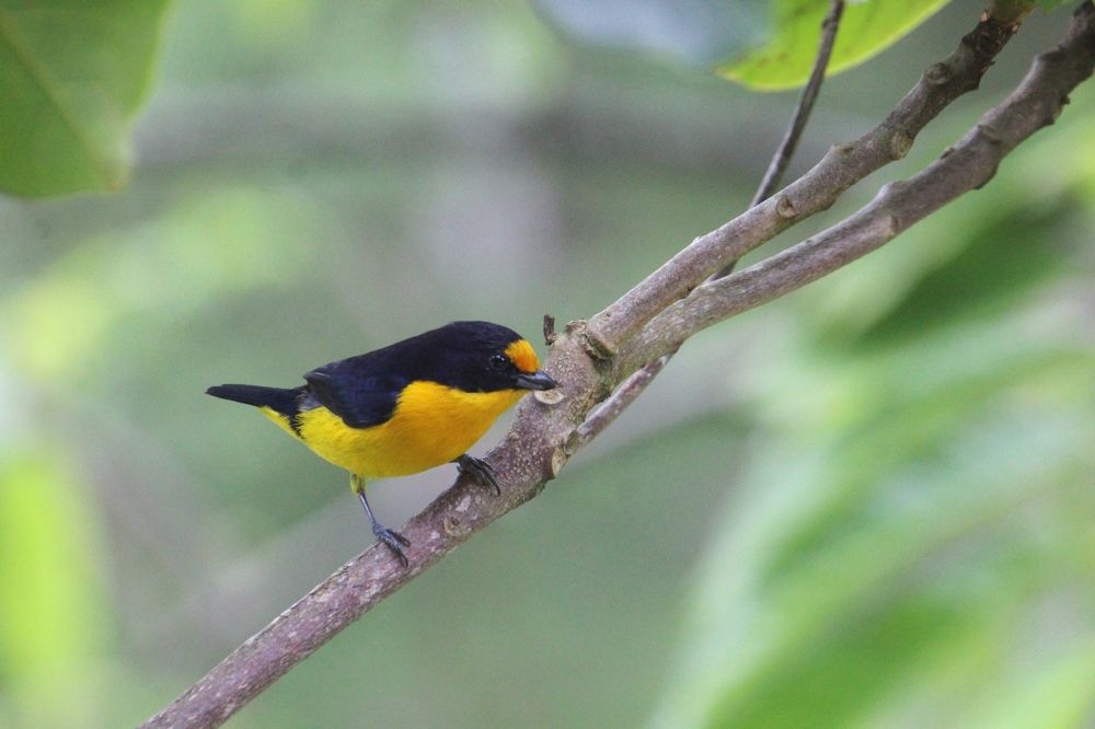 Photograph by Oscar Toyofuku