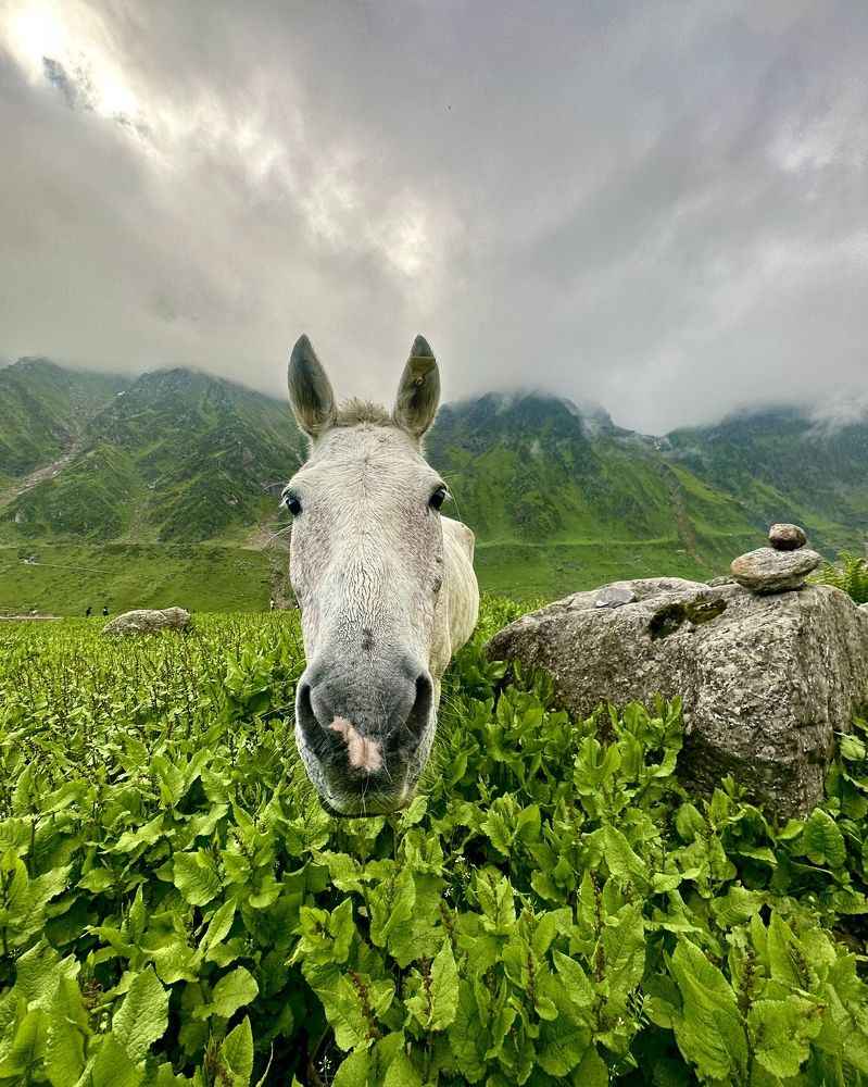 Photograph by Ashish Kalsarpe